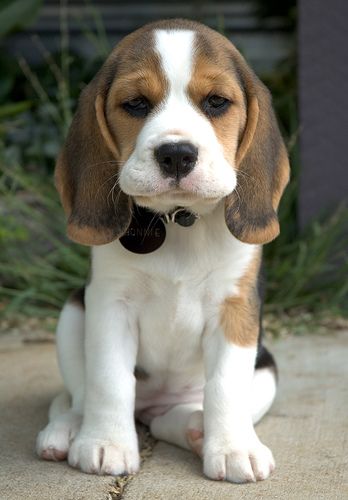 beagle-kolyok.jpg